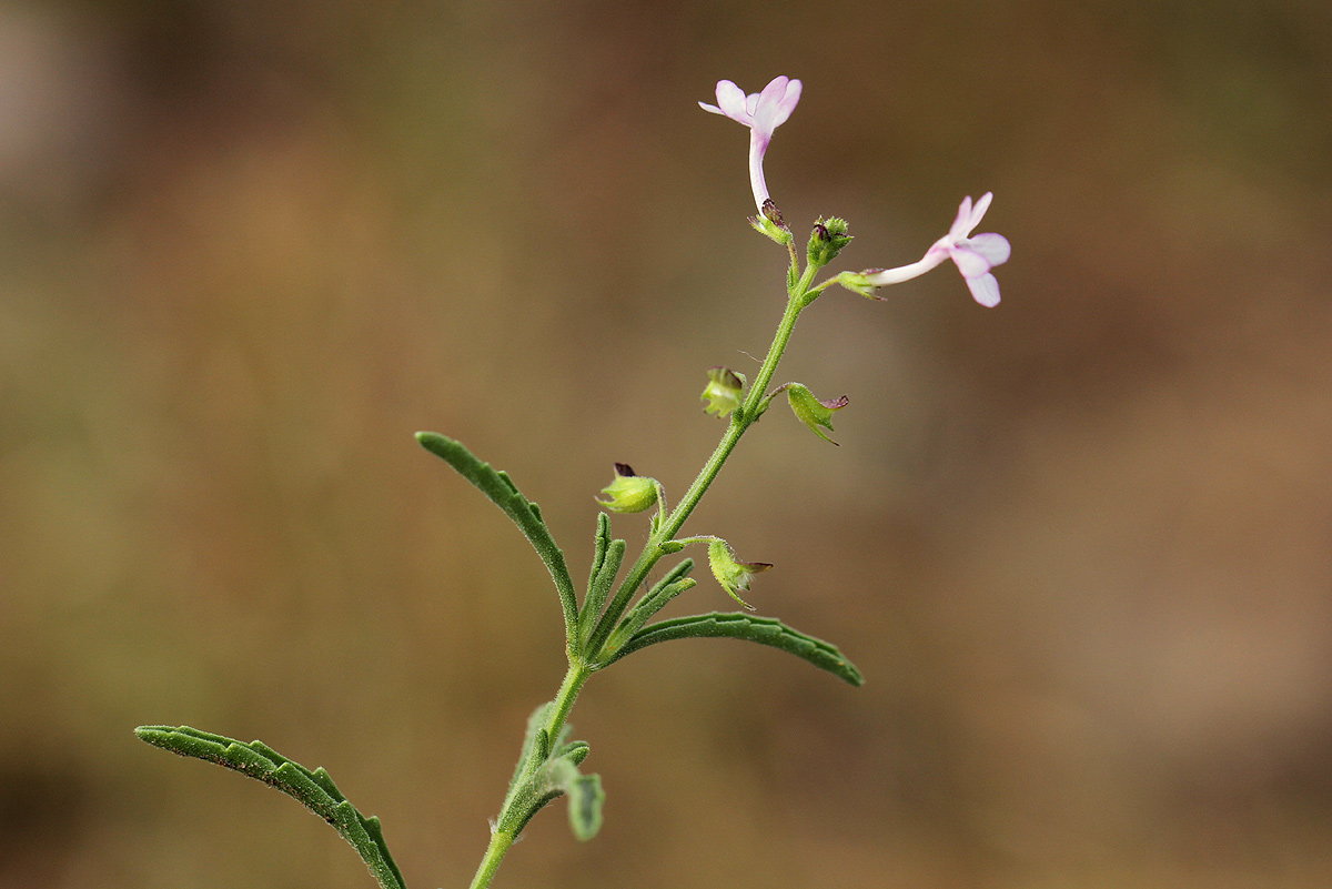 Endostemon tenuiflorus