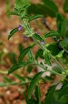 Endostemon tereticaulis