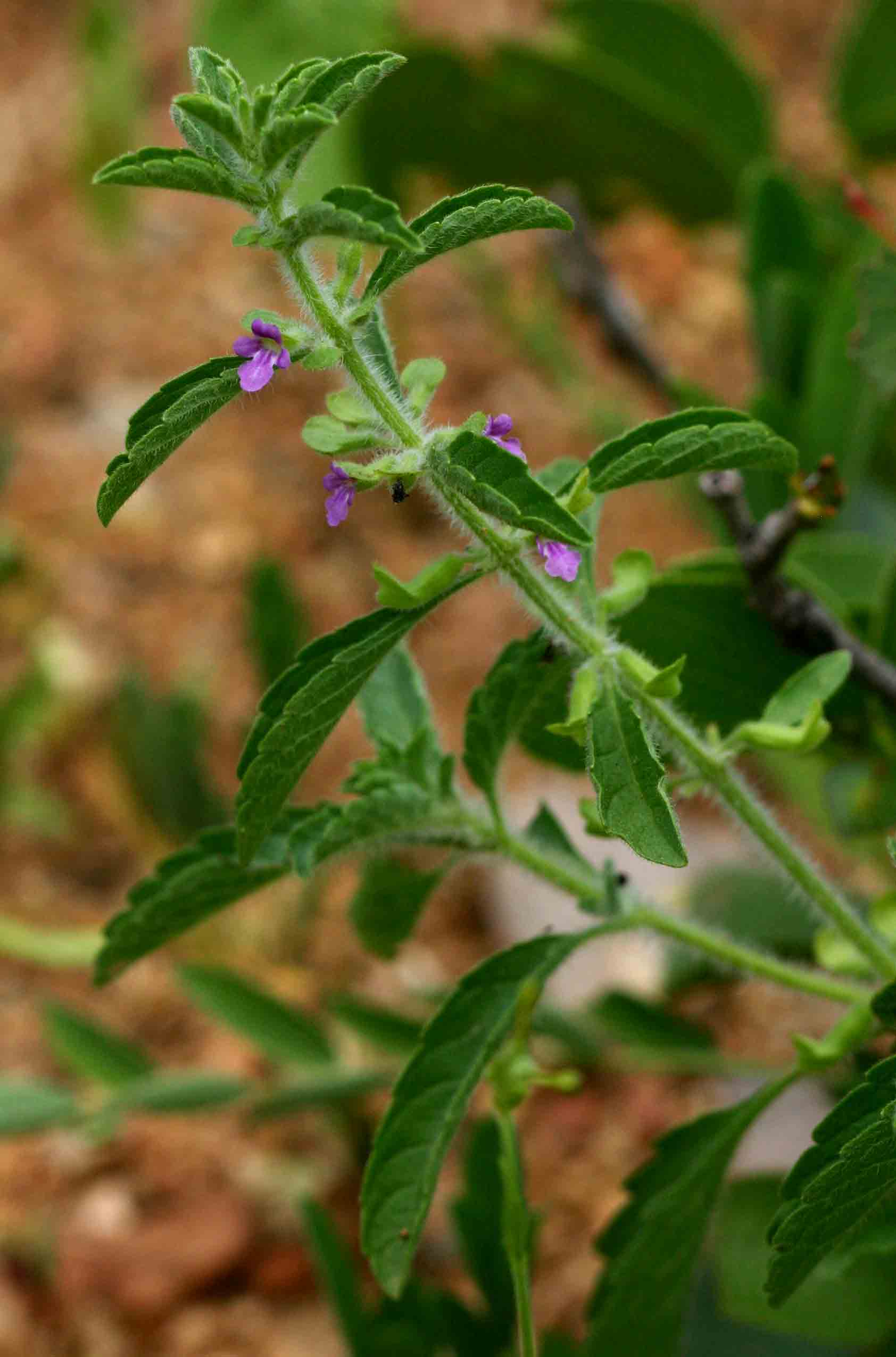 Endostemon tereticaulis
