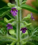 Endostemon tereticaulis
