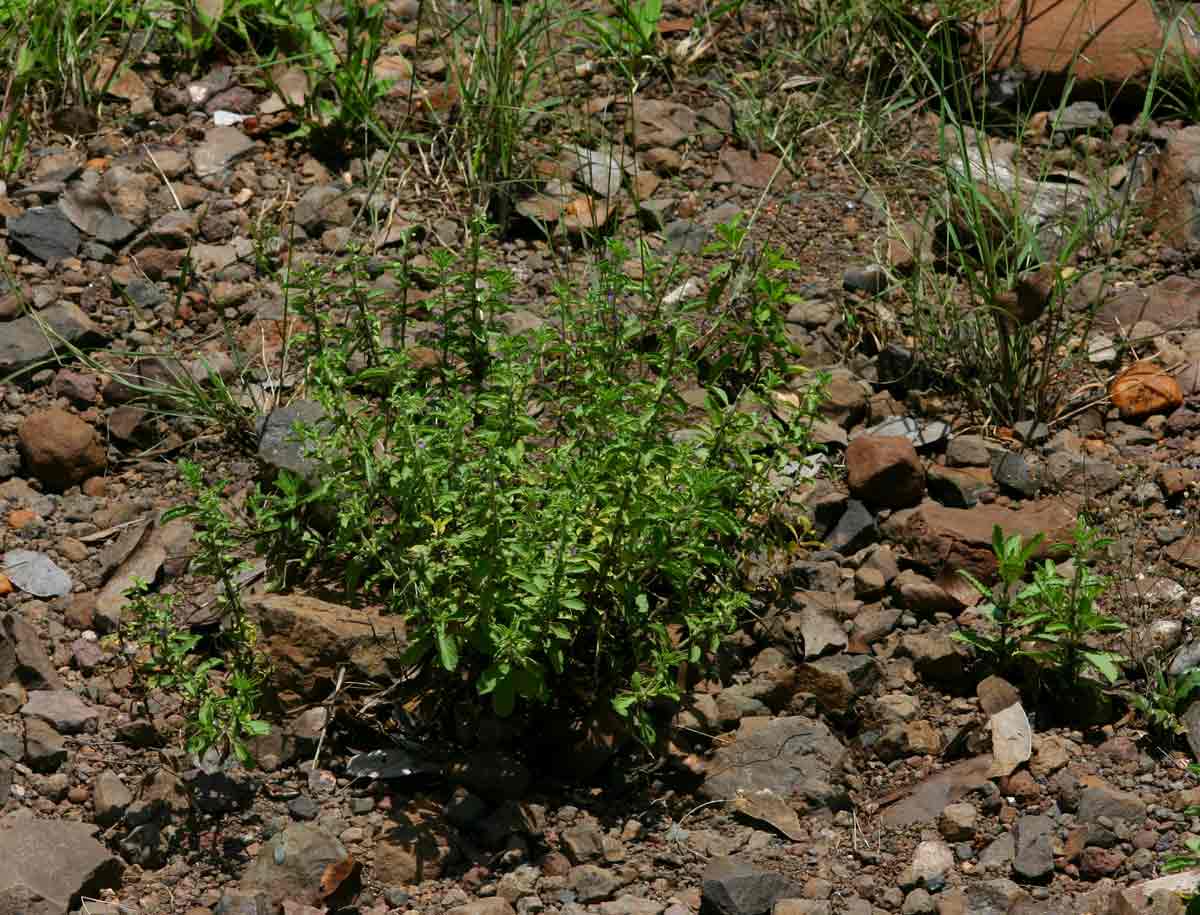 Endostemon tereticaulis