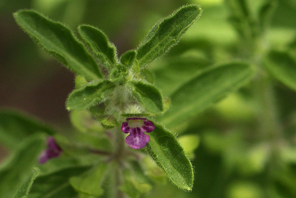 Endostemon tereticaulis
