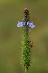 Pycnostachys orthodonta