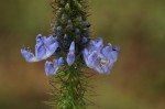 Pycnostachys orthodonta