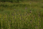 Pycnostachys reticulata