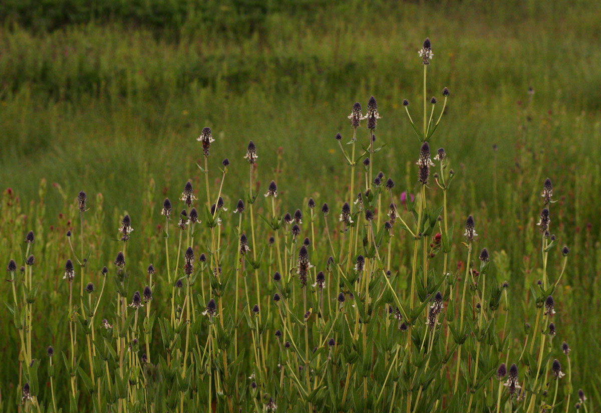 Pycnostachys reticulata