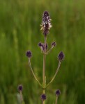 Pycnostachys reticulata