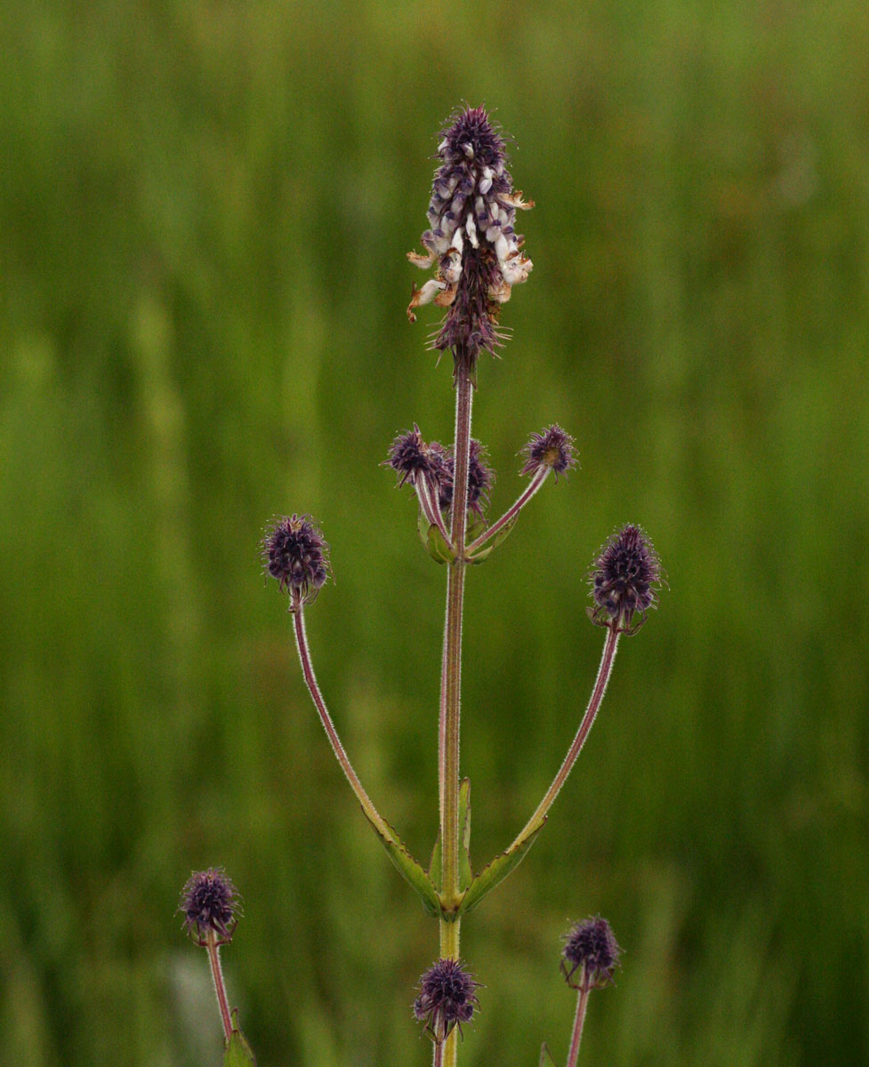 Pycnostachys reticulata