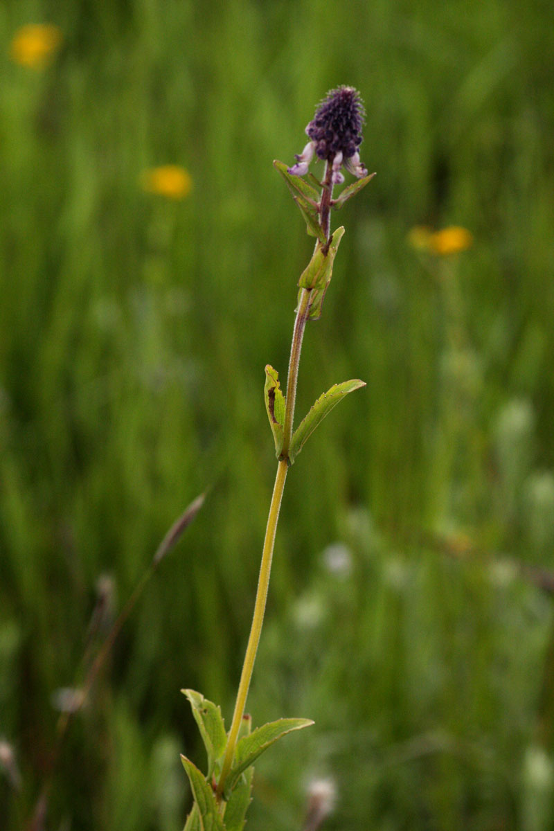 Pycnostachys reticulata