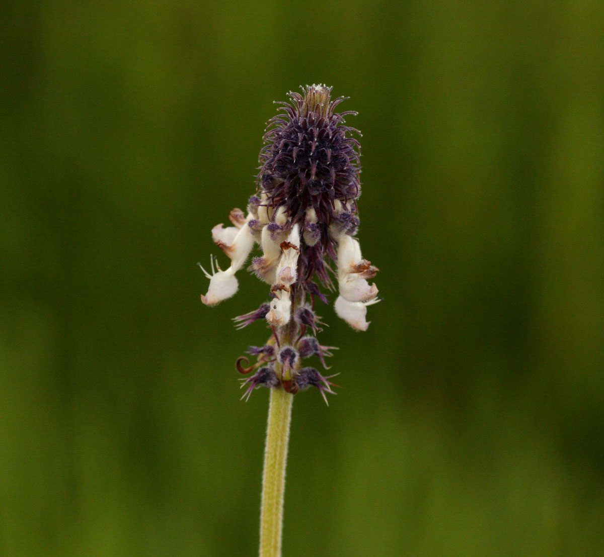 Pycnostachys reticulata
