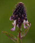 Pycnostachys reticulata