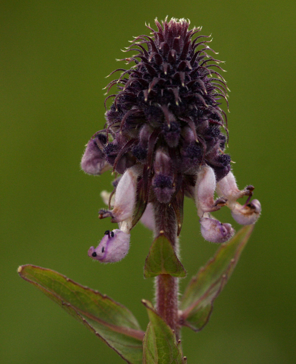 Pycnostachys reticulata