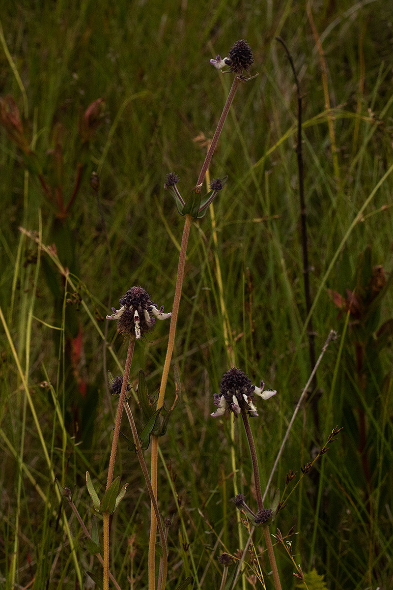 Pycnostachys reticulata
