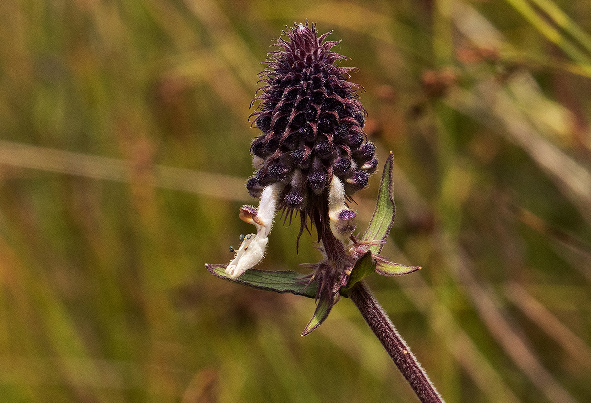 Pycnostachys reticulata