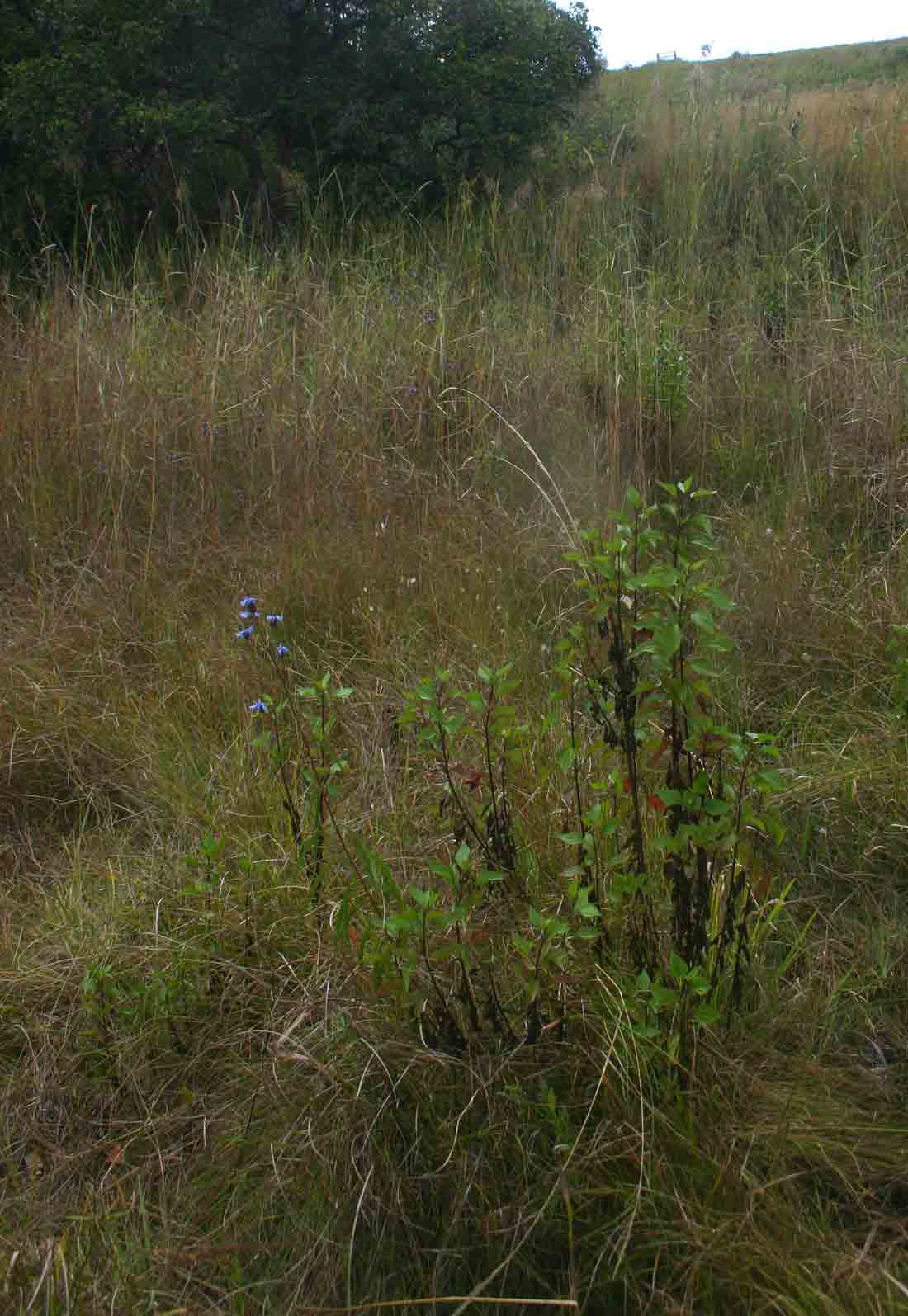 Pycnostachys stuhlmannii
