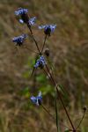Pycnostachys stuhlmannii