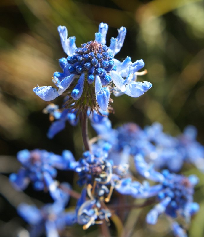 Pycnostachys stuhlmannii