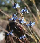 Pycnostachys stuhlmannii