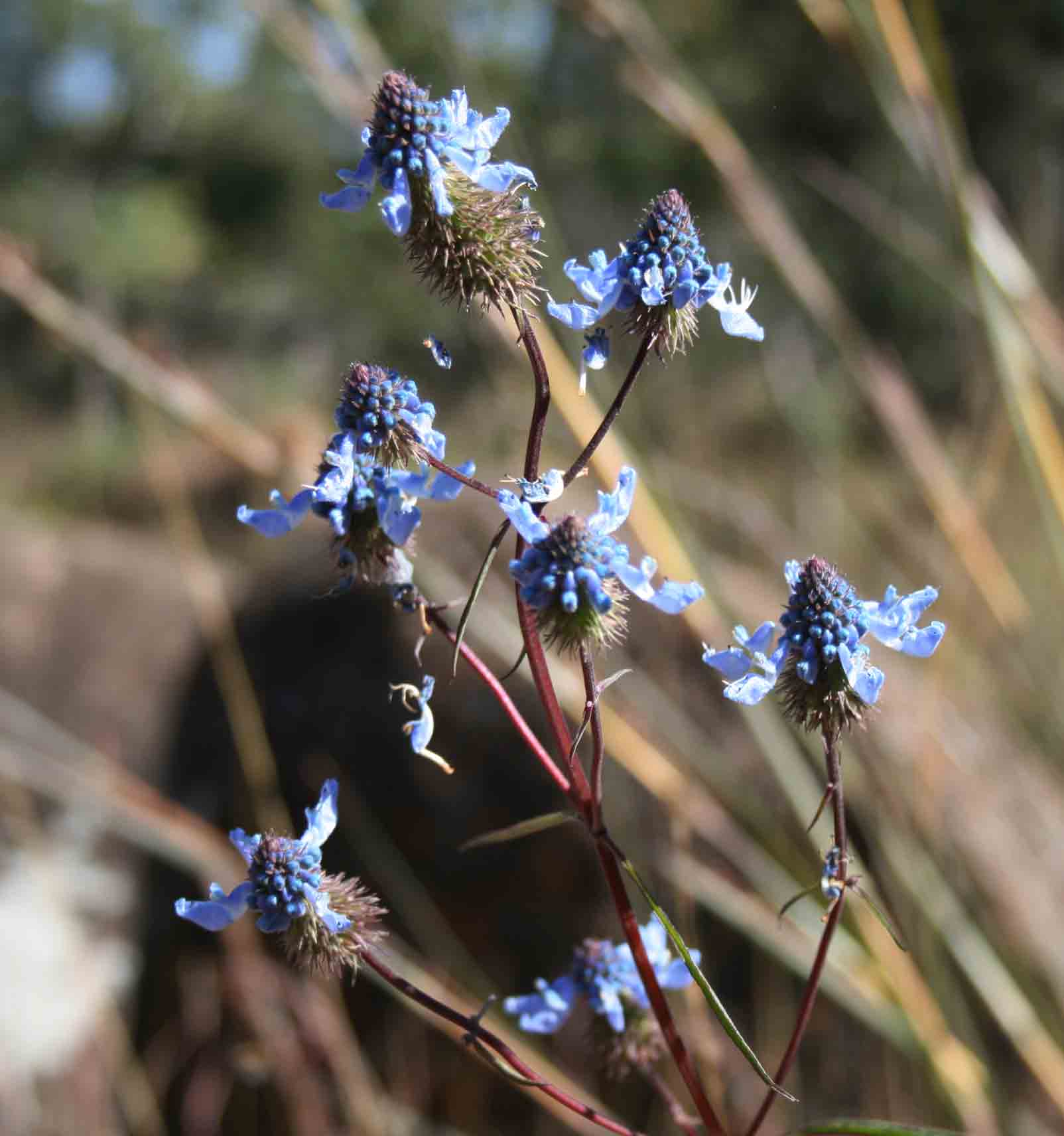 Pycnostachys stuhlmannii