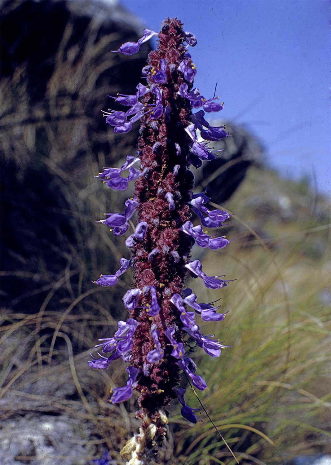 Coleus caudatus