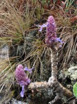 Coleus caudatus