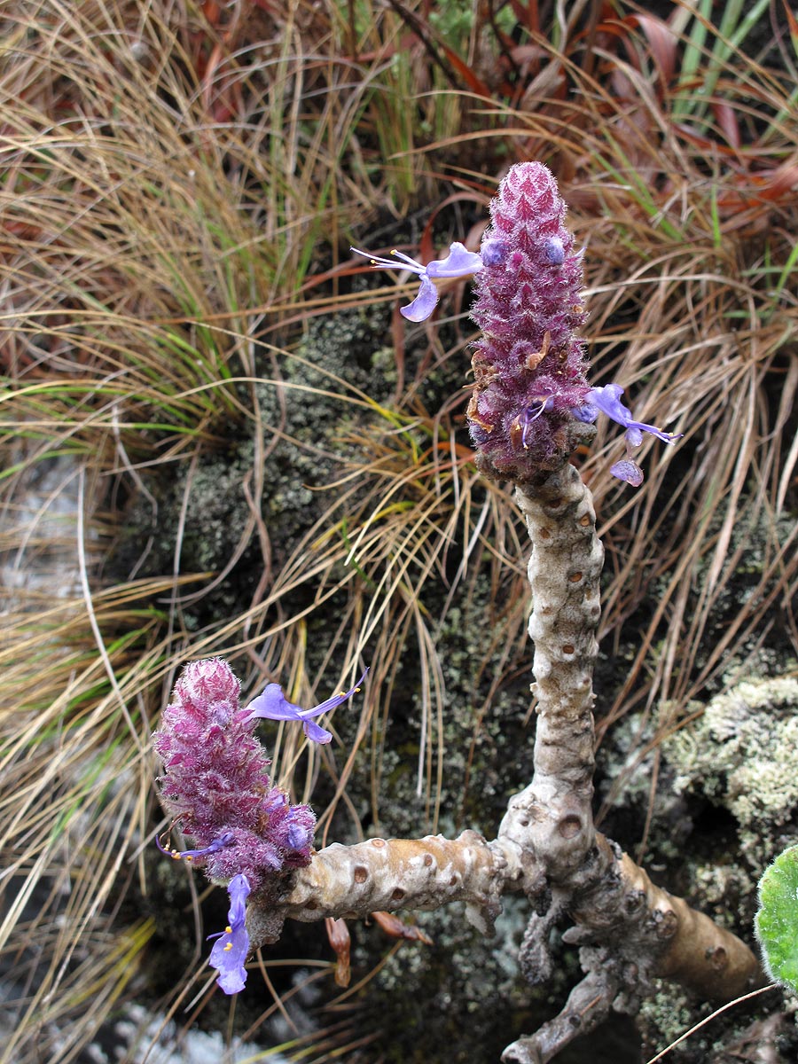 Coleus caudatus