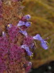 Coleus caudatus