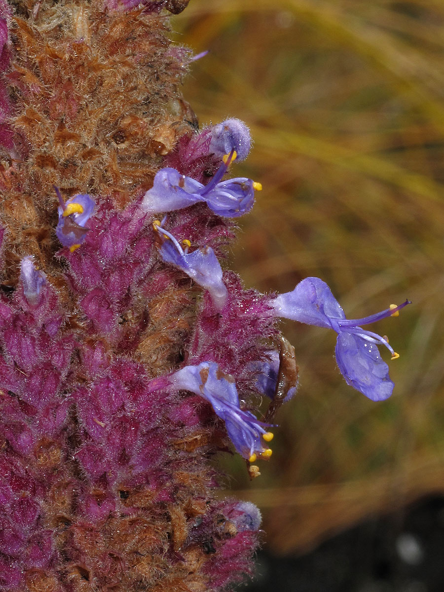 Coleus caudatus