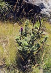 Coleus caudatus