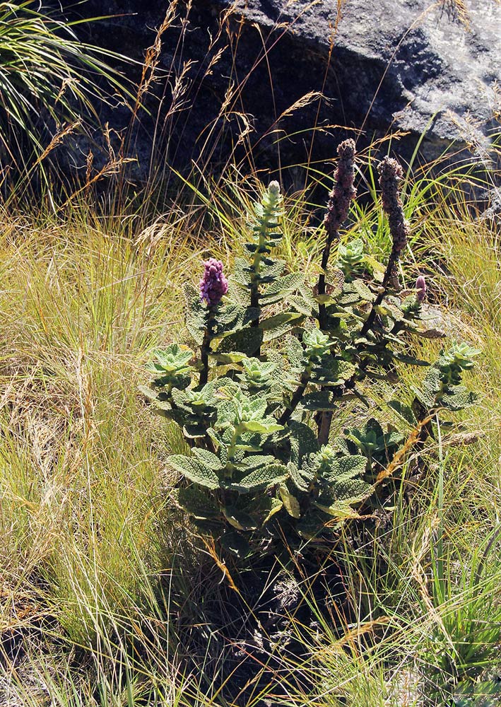 Coleus caudatus