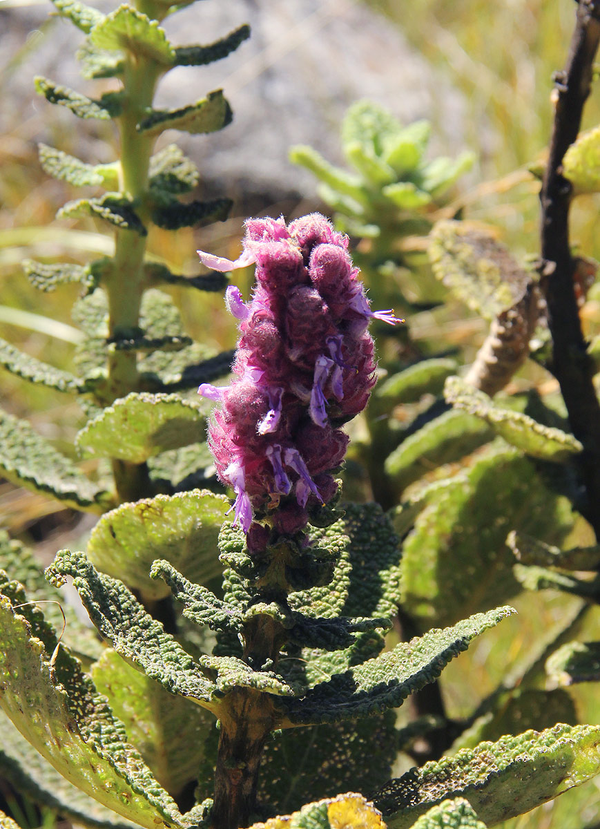 Coleus caudatus