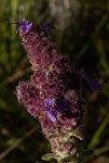 Coleus caudatus