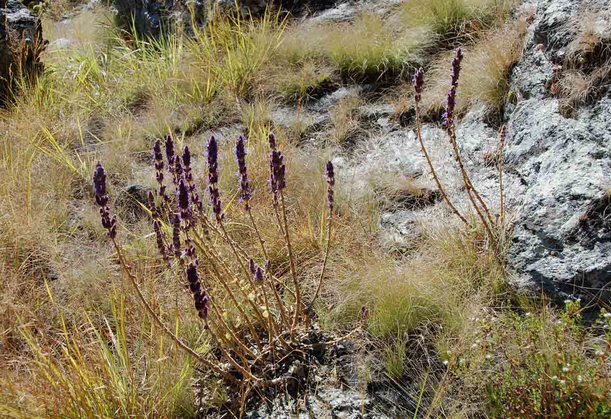Coleus caudatus