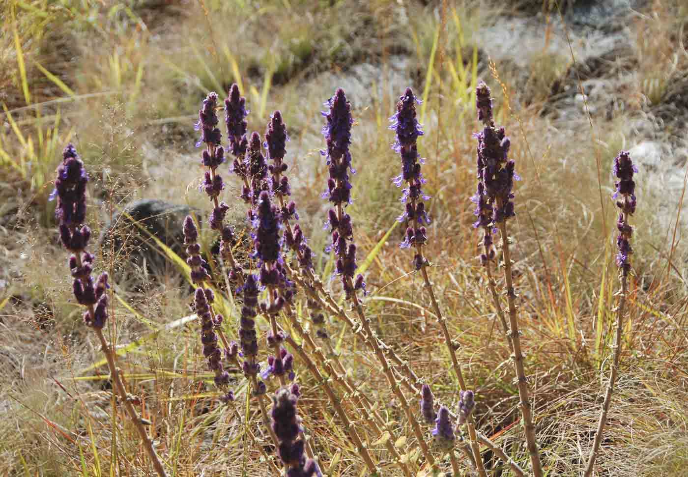 Coleus caudatus