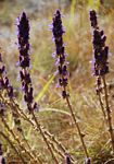 Coleus caudatus
