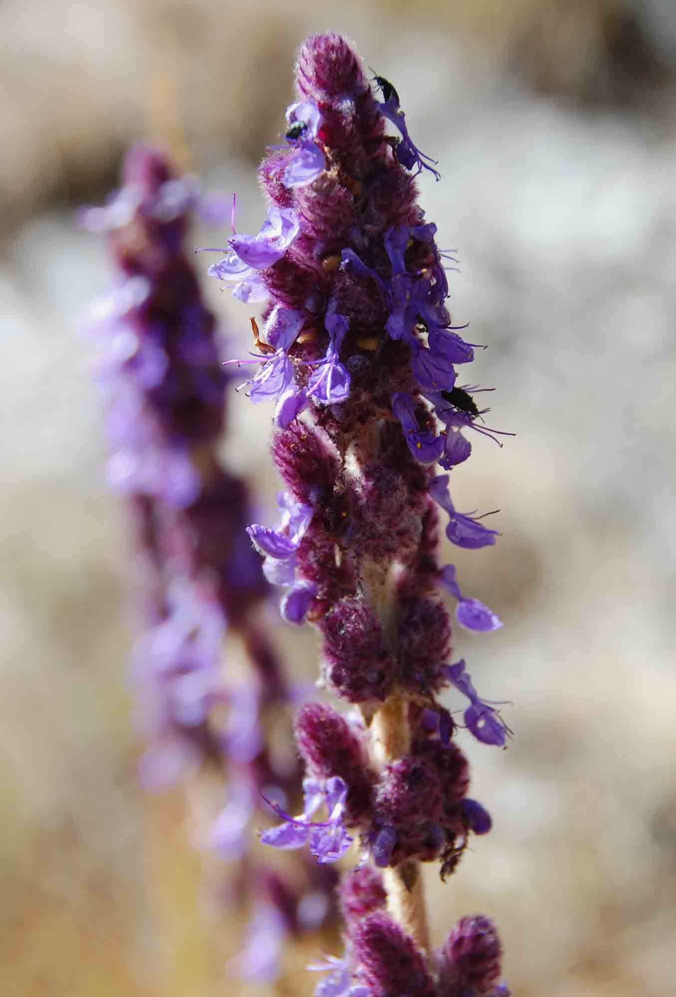 Coleus caudatus