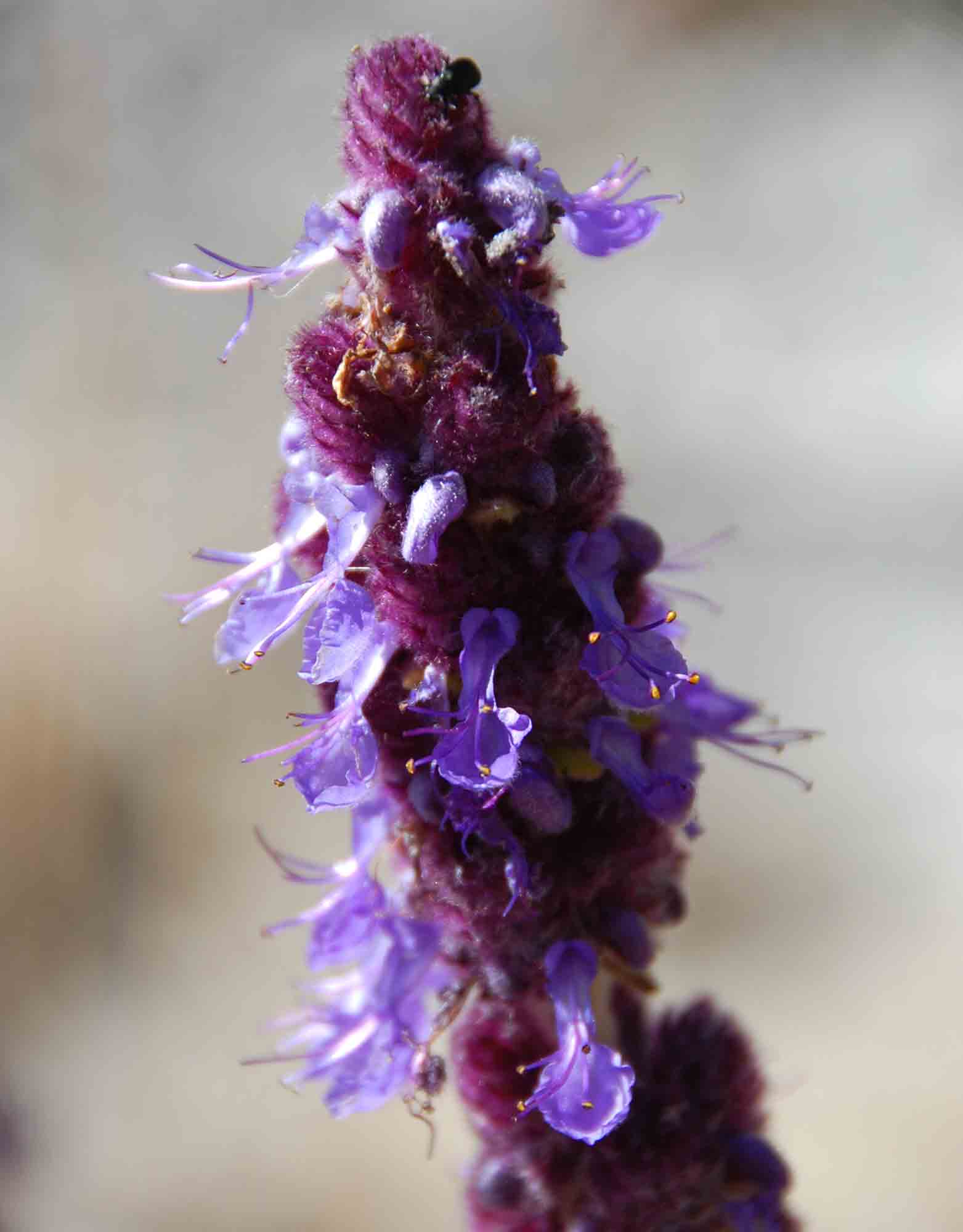Coleus caudatus