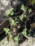 Coleus caudatus