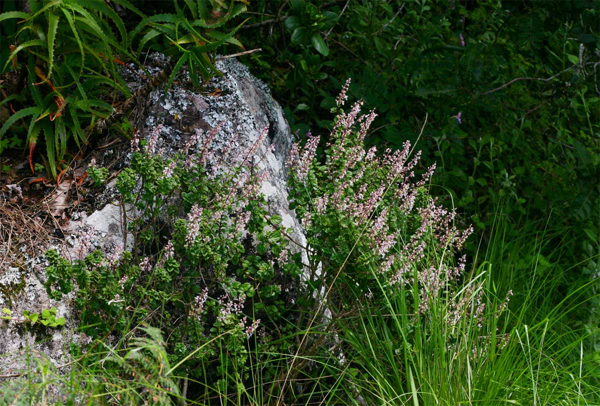 Plectranthus chimanimanensis