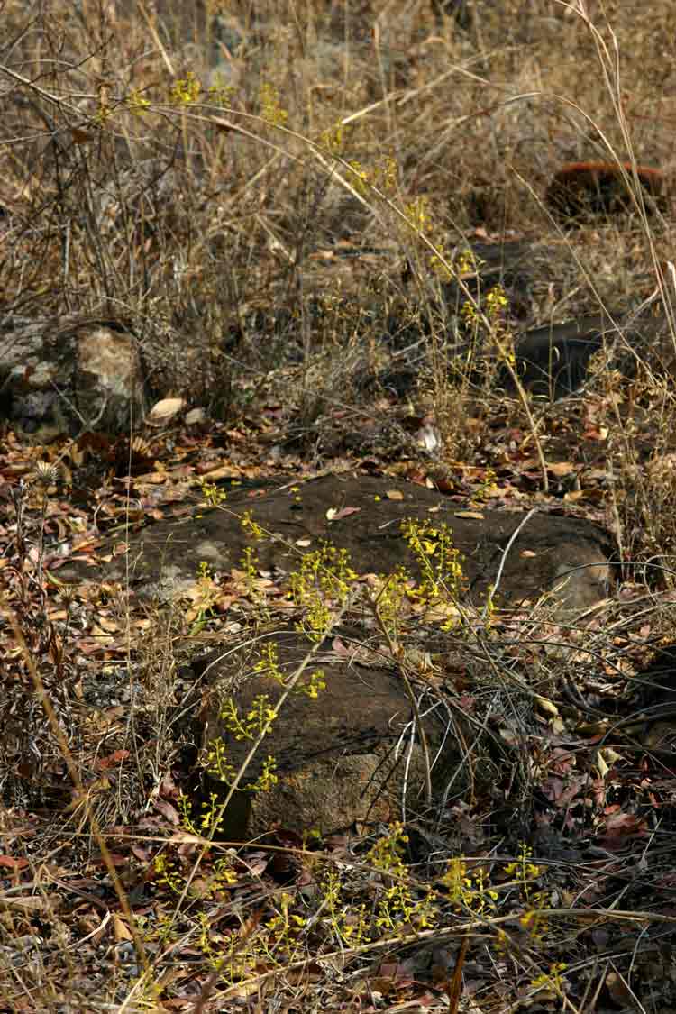 Coleus esculentus