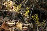 Coleus esculentus
