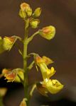 Coleus esculentus