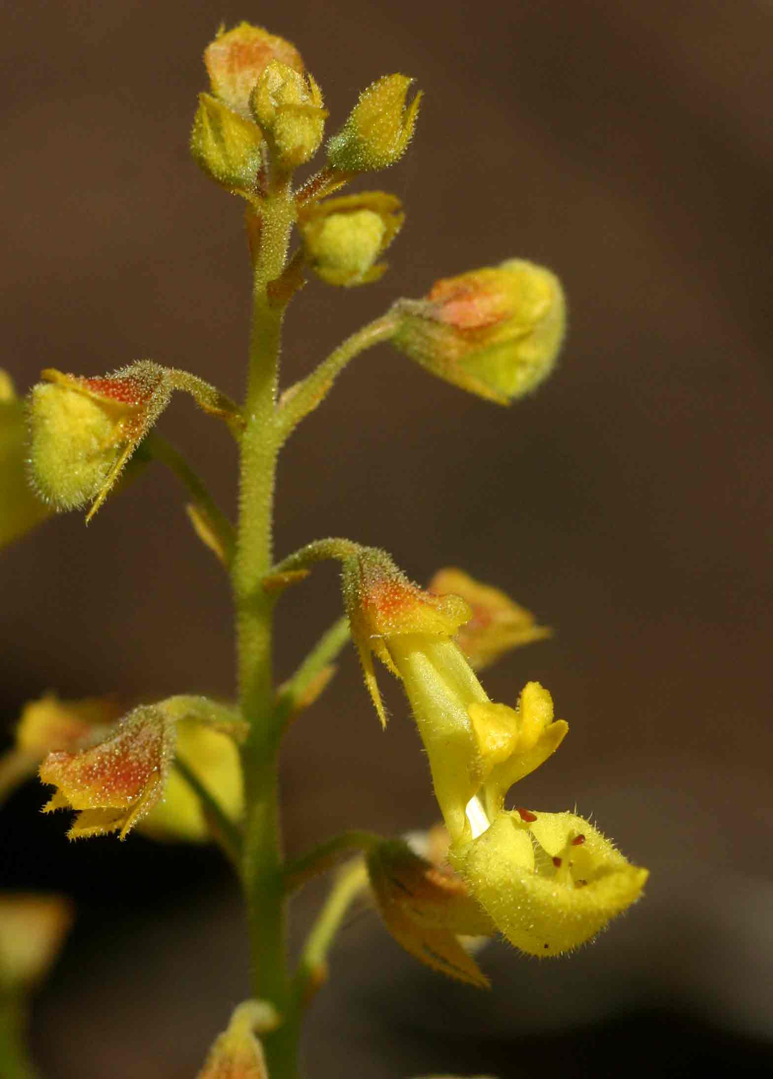Coleus esculentus