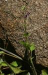 Equilabium gracile