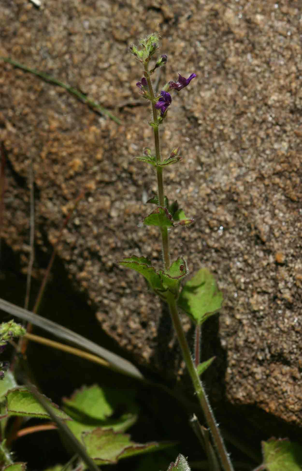 Equilabium gracile