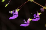 Equilabium gracile