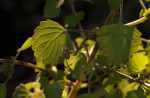 Equilabium gracile