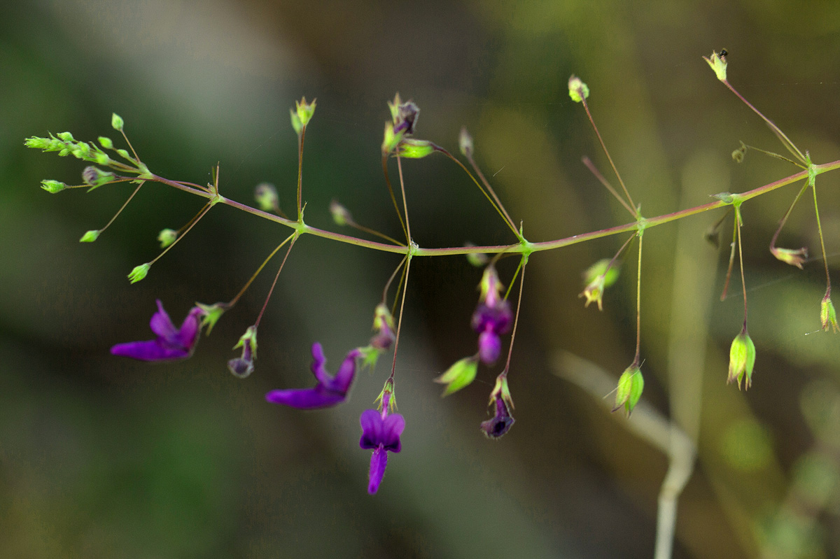 Equilabium gracile