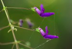 Equilabium gracile