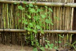 Equilabium gracile